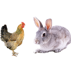 適合鴿子、禽類